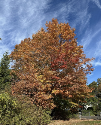 Fall Foliage